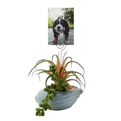 Sonoma Goods For Life® Succulent Artificial Greenery Photo Clip -Sonoma Goods For Life 5903701 ALT2